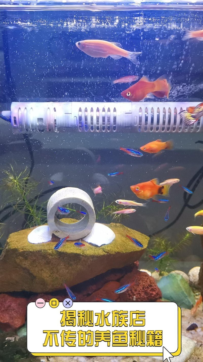 安岳水族店，安岳縣水族店的價格范圍