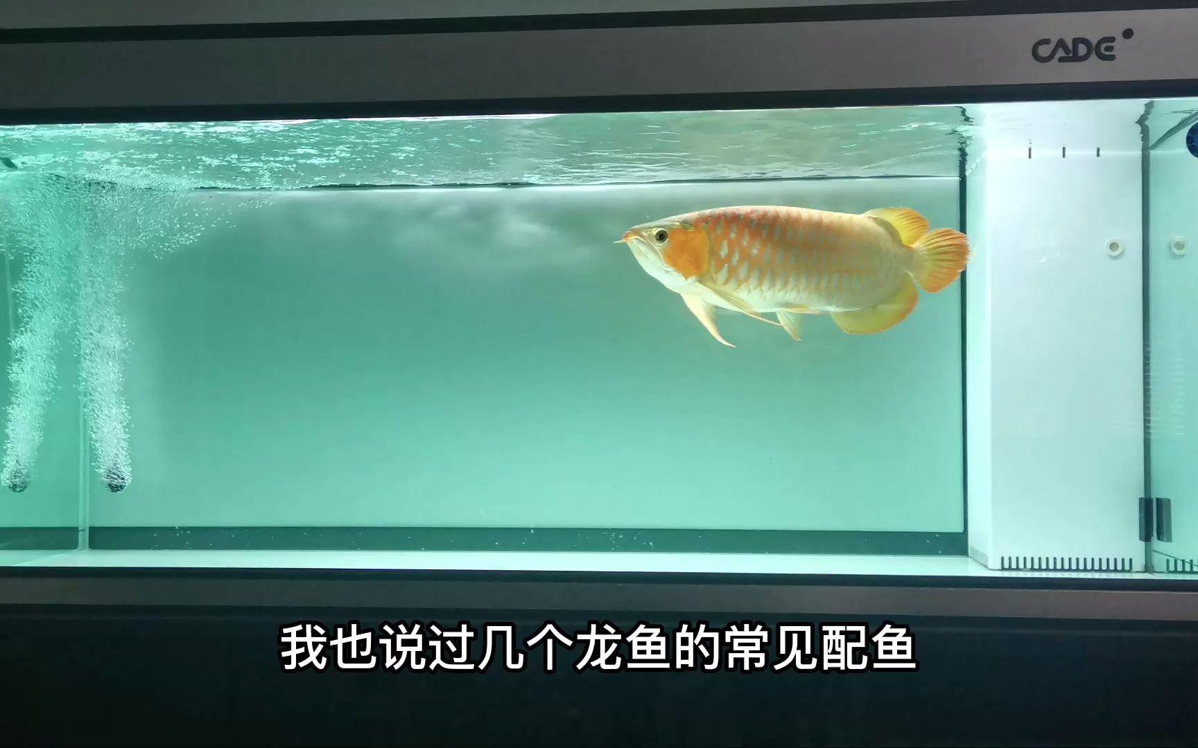 哪些龍魚(yú)品種適合混養(yǎng)？，《哪些龍魚(yú)品種適合混養(yǎng)》魚(yú)之樂(lè),龍魚(yú)混養(yǎng)的4點(diǎn)經(jīng)驗(yàn)