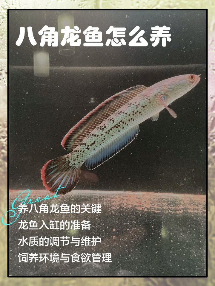 哪種龍魚最適合120×50的魚缸？，哪種龍魚最適合120×50的魚缸
