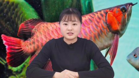 哪些食物有助于紅龍魚發(fā)色？，影響紅龍魚發(fā)色的因素