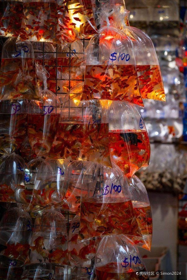 香港魚缸店，香港旺角金魚街游記:都市中的水族箱奇觀,攜程旅行