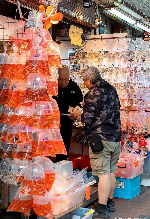 香港魚缸店，香港旺角金魚街游記:都市中的水族箱奇觀,攜程旅行