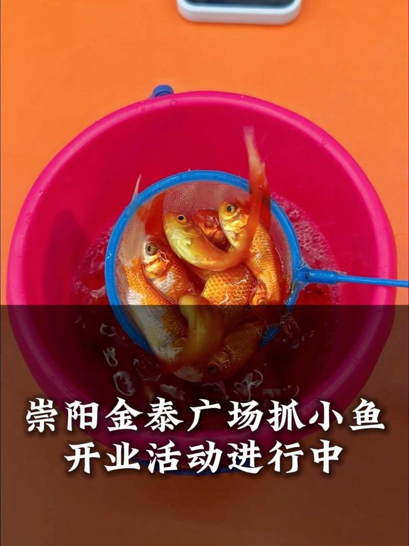 崇陽水族店，崇陽怡情水族館抓小魚金泰廣場店抓小魚崇陽探店周末去哪玩