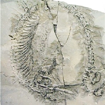 巢湖龍化石有何研究價值？，【科圕講座】尋找最早下海的龍——早三疊世巢湖動物群的啟示