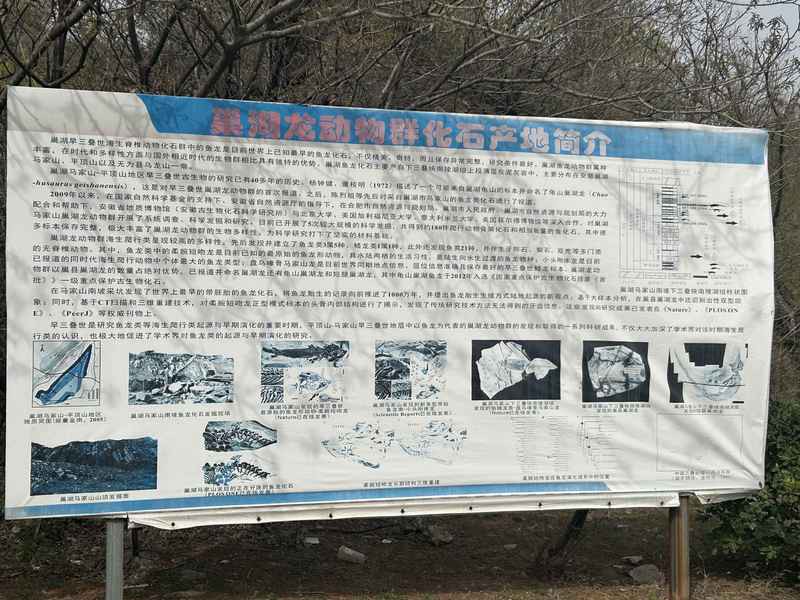 巢湖龍化石有何研究價值？，【科圕講座】尋找最早下海的龍——早三疊世巢湖動物群的啟示