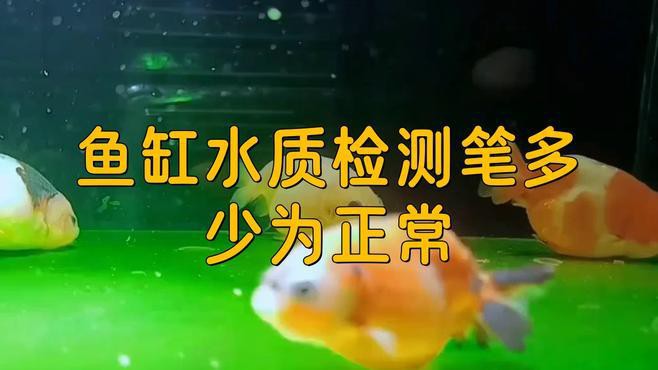 如何判斷龍魚是否適應環境？，判斷龍魚是否適應環境從ph值到穩定性全解析