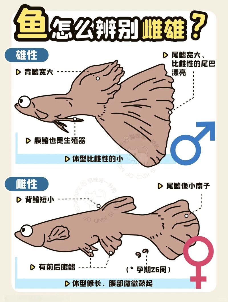 如何區(qū)分藍(lán)龍魚(yú)的雌雄？，《如何區(qū)分藍(lán)龍魚(yú)的雌雄》