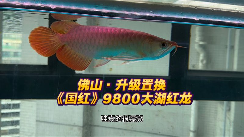 大湖紅龍和印尼紅龍哪個更稀有？，大湖紅龍與印尼紅龍哪個更好養 大湖紅龍和印尼紅龍哪個更稀有？，大湖紅龍與印尼紅龍哪個更好養 龍魚百科 第4張