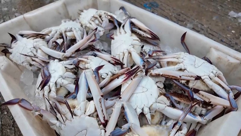 哪些人群不適合食用海龍魚？，央視網·新聞,哪些人群慎吃海龍魚