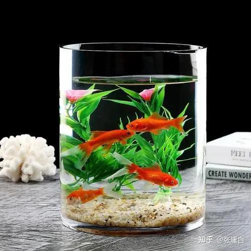 如何讓小龍魚在照片中更自然？，如何用手機拍出氛圍感魚缸照5個實用技巧