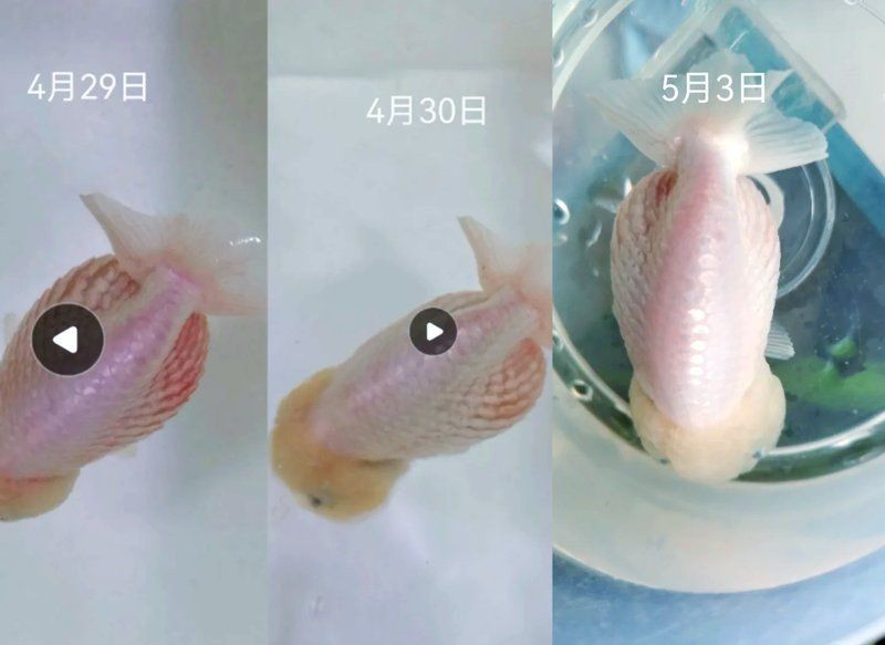 魚炸鱗用什么藥效果快，《魚炸鱗用什么藥效果快》 魚炸鱗用什么藥效果快，《魚炸鱗用什么藥效果快》 龍魚百科 第14張