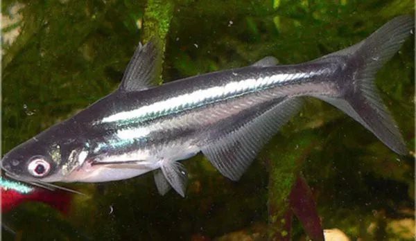 短身鯊好看還是球鯊，《短身鯊與球鯊觀賞性比較摘要》