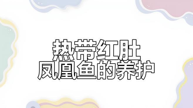 鳳凰紅龍魚的最佳飼養環境，鳳凰紅龍魚最佳飼養環境需綜合多方面因素 鳳凰紅龍魚的最佳飼養環境，鳳凰紅龍魚最佳飼養環境需綜合多方面因素 龍魚百科 第3張