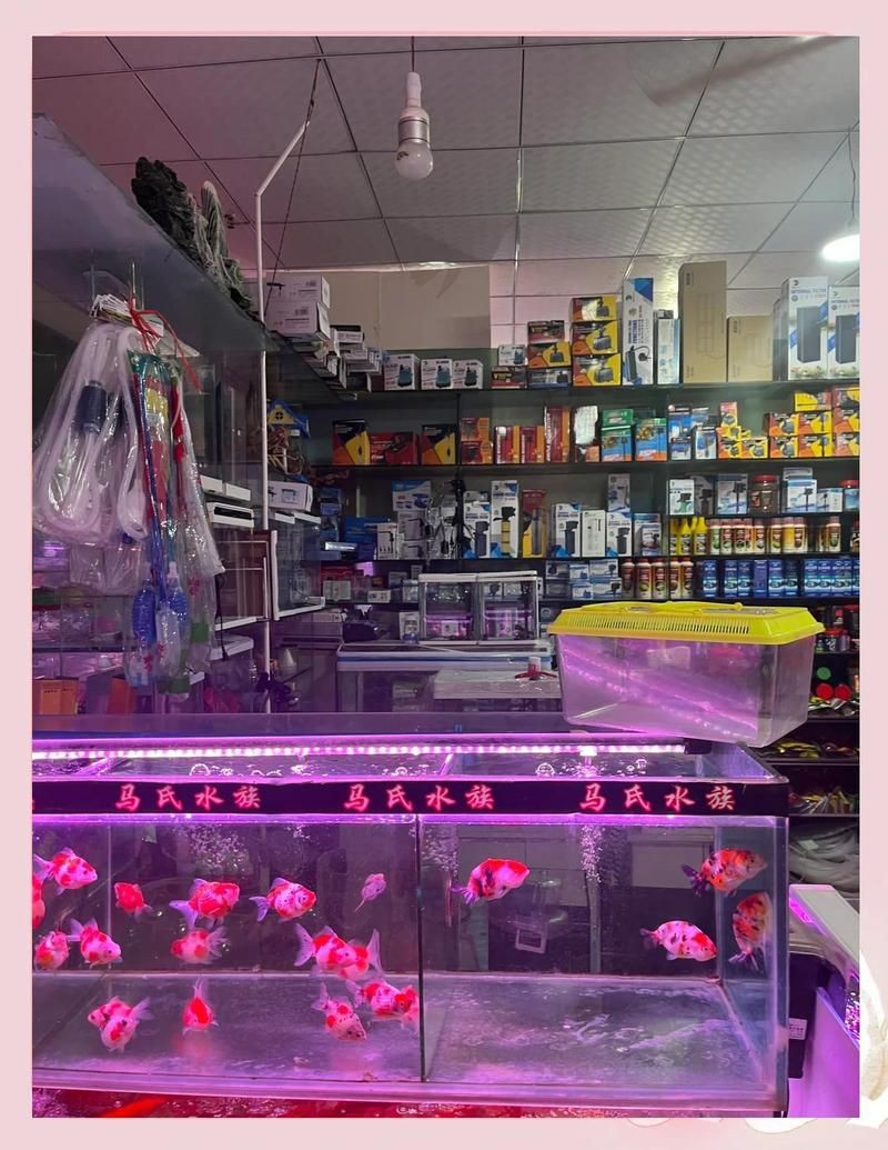 重慶魚缸店，重慶水族市場探秘
