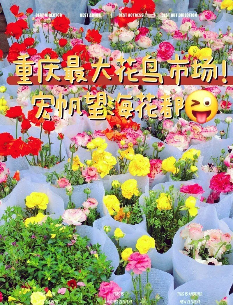 重慶魚缸店，重慶水族市場探秘
