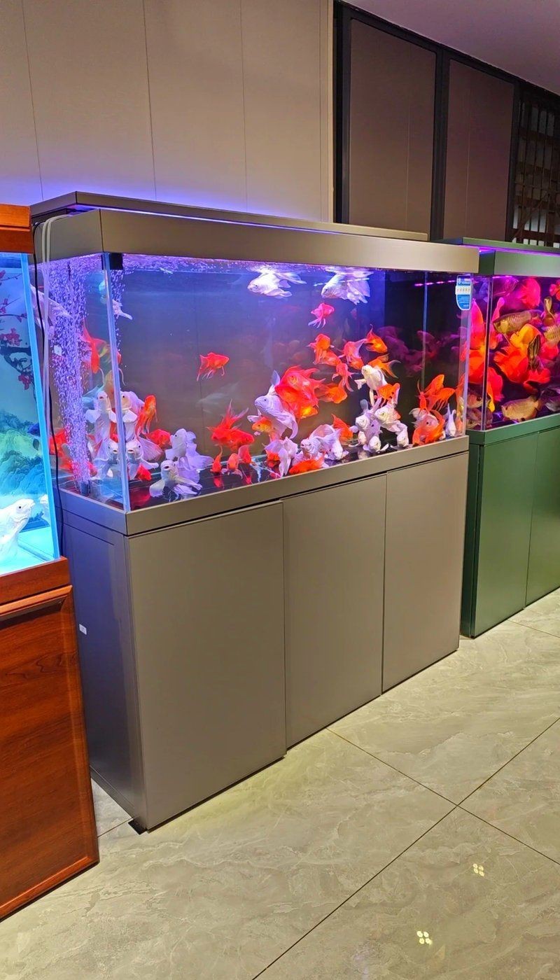 重慶魚缸店，重慶水族市場探秘