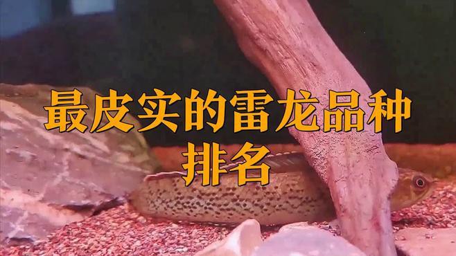哪種雷龍魚最容易恢復？，哪種雷龍魚最容易恢復