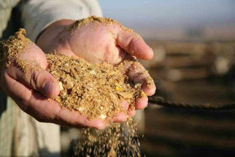 如何判斷紅龍飼料的質量，如何判斷紅龍飼料的質量至關重要，水產飼料簡易鑒別全攻略