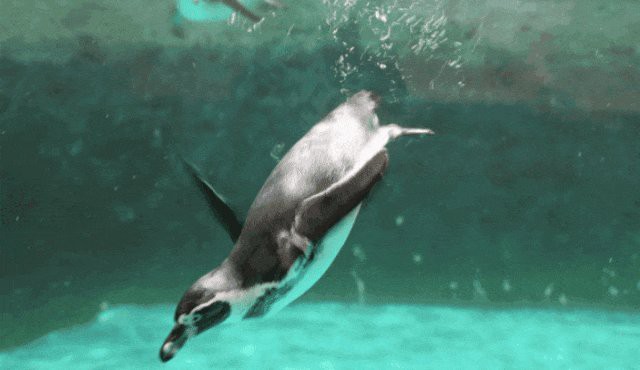 內(nèi)蒙古水族店，內(nèi)蒙古水族店價(jià)格范圍