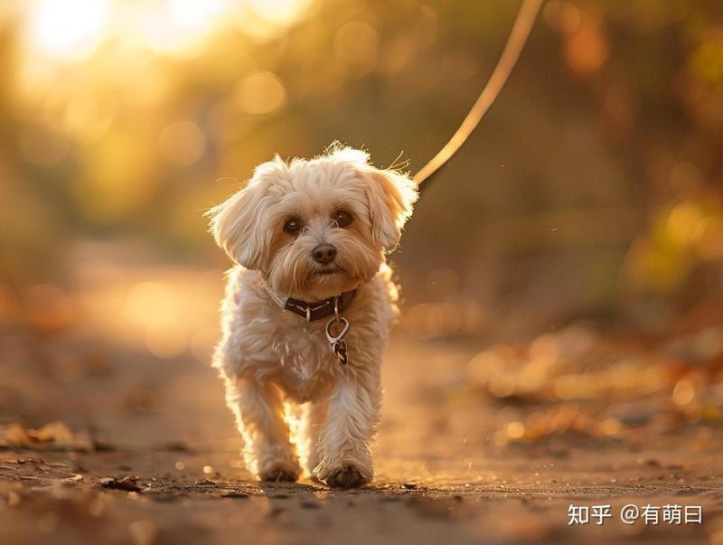 哪些龍魚專用藥物是處方藥？，《哪些龍魚專用藥物是處方藥》內(nèi)科張正亮醫(yī)生龍魚內(nèi)寄治療全攻略
