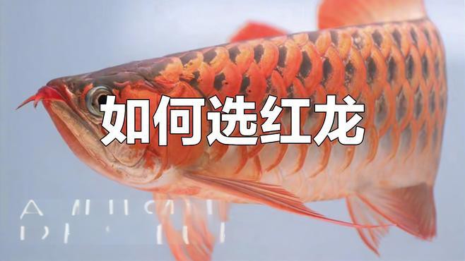 BTL紅龍魚如何挑選？，btl紅龍魚如何挑選優質紅龍魚掌握三大關鍵點避免選錯