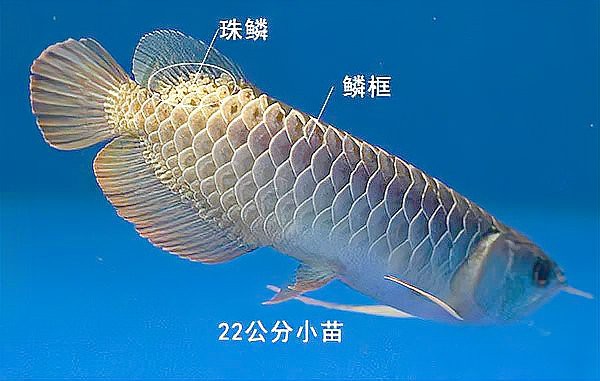 哪些因素會(huì)影響金龍魚金頭的形成？，金龍魚金頭形成受多種因素影響，血統(tǒng)純正與否是關(guān)鍵