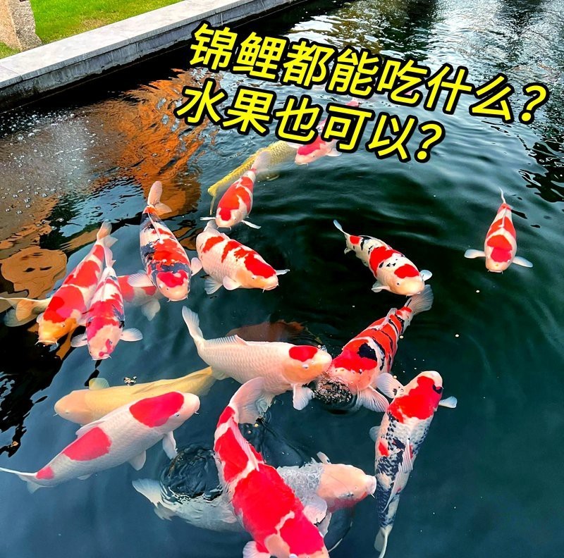 哪種水果對過背金龍魚最有利？，如何給過背金龍魚喂水果？