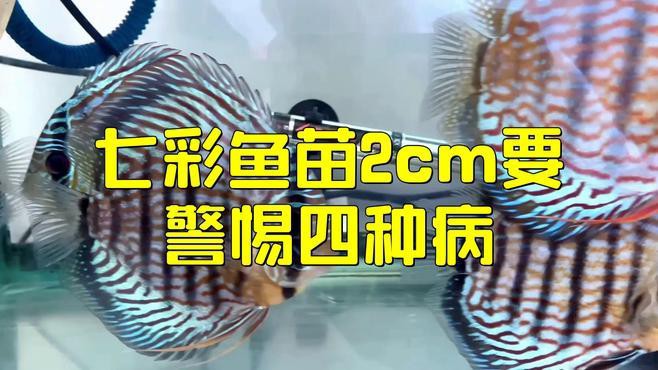 七彩雷龍魚有哪些常見疾病？，七彩雷龍魚常見疾病