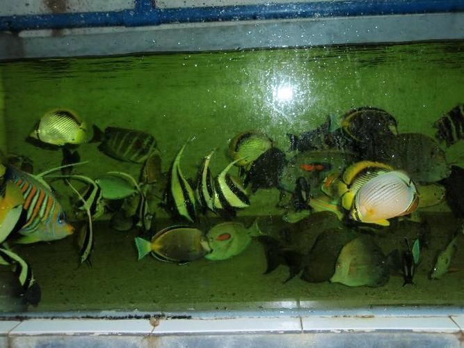 西雙版納傣族自治州魚缸店，西雙版納傣族自治州魚缸店經營模式靈活多樣