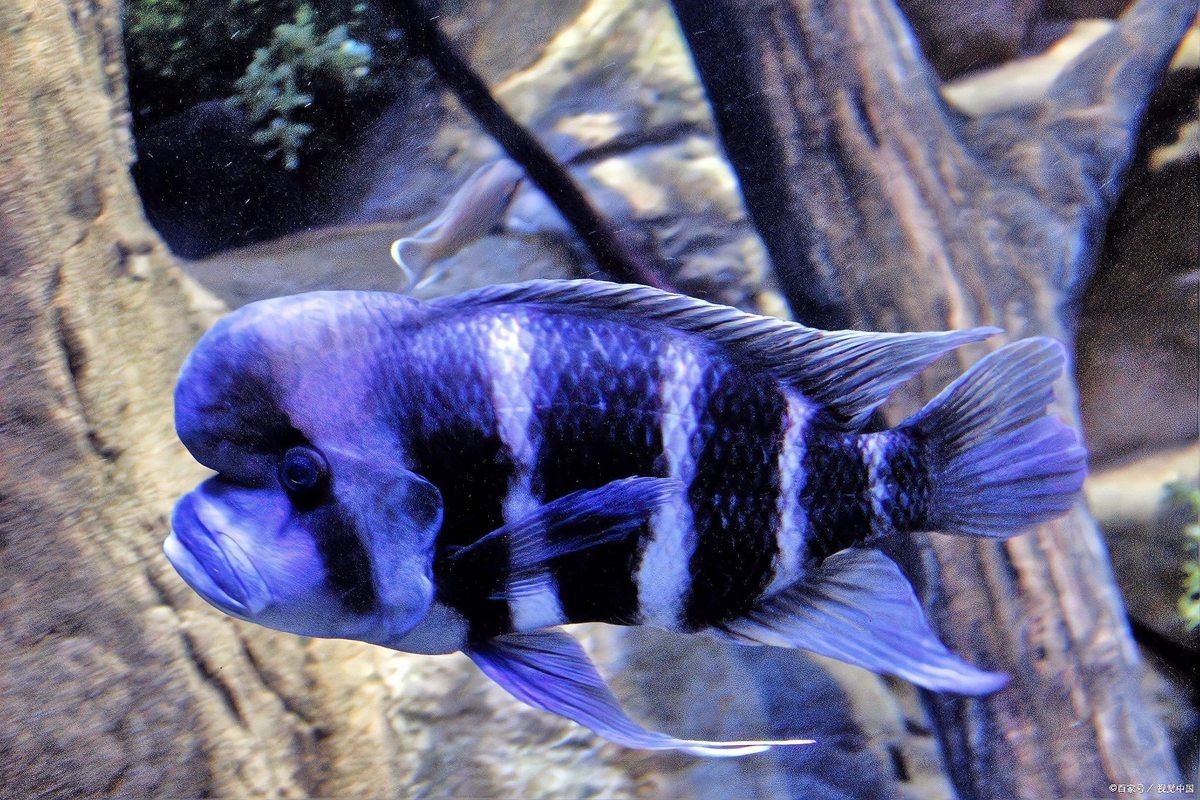 如何提高藍(lán)曼龍魚的繁殖成功率？，養(yǎng)魚大全藍(lán)曼龍魚怎么繁殖成功繁殖成功率~