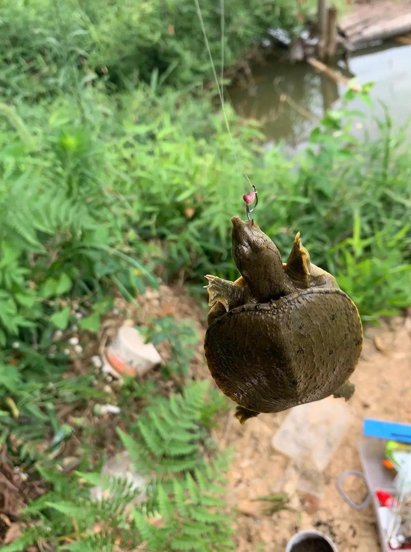 甲魚不請自來是什么預兆，甲魚不請自來的原因