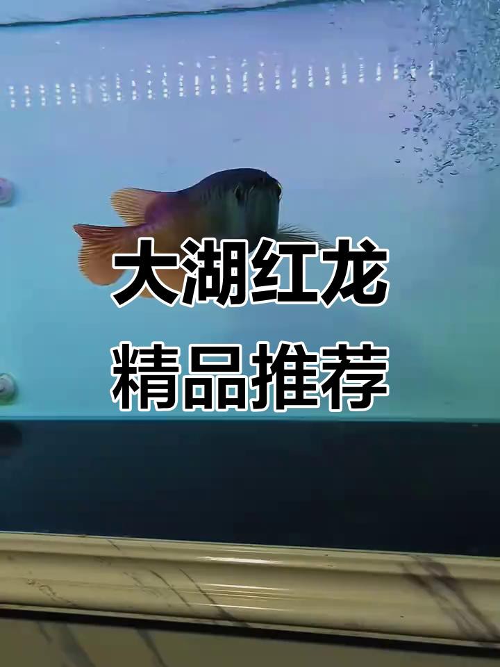 如何區(qū)分大湖紅龍和辣椒紅龍？，大湖紅龍與辣椒紅龍的區(qū)分