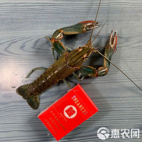 哪里可以買到新鮮的紅龍蝦？，探尋新鮮紅龍蝦的購買渠道