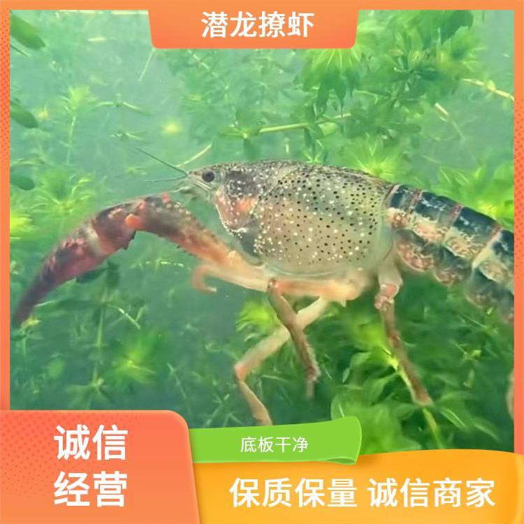 哪里可以買到新鮮的紅龍蝦？，探尋新鮮紅龍蝦的購買渠道