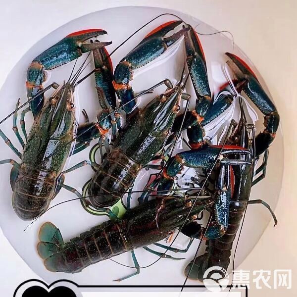 哪里可以買到新鮮的紅龍蝦？，探尋新鮮紅龍蝦的購買渠道