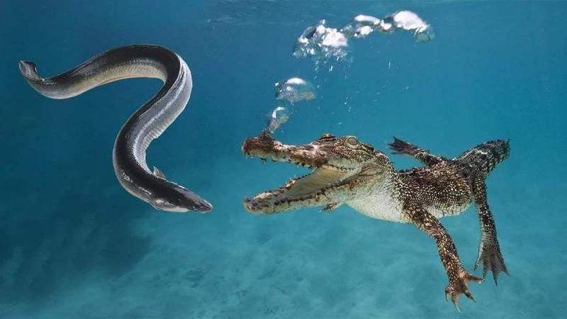 電鰻能打過(guò)森蚺嗎，《電鰻能否打過(guò)森[需手動(dòng)填充]》電鰻能否打過(guò)森[需手動(dòng)填充]6米