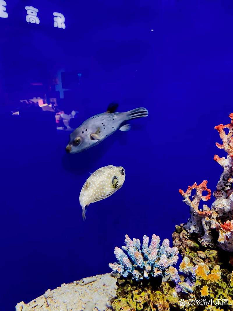 宜昌水族店，關于“宜昌水族店”的300-400字