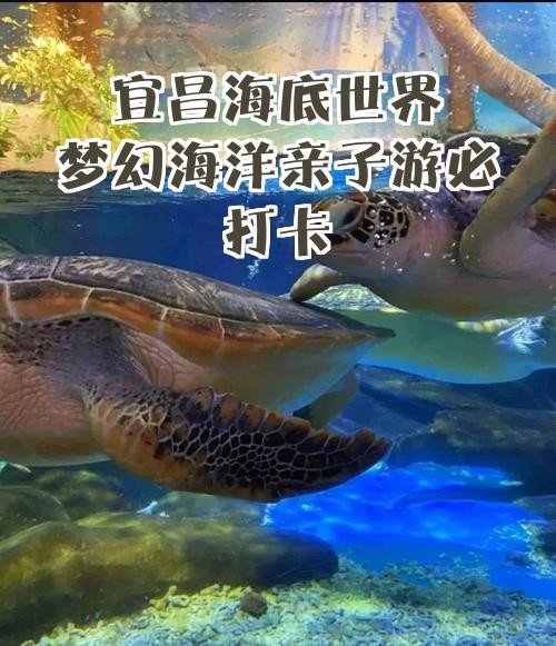 宜昌水族店，關于“宜昌水族店”的300-400字