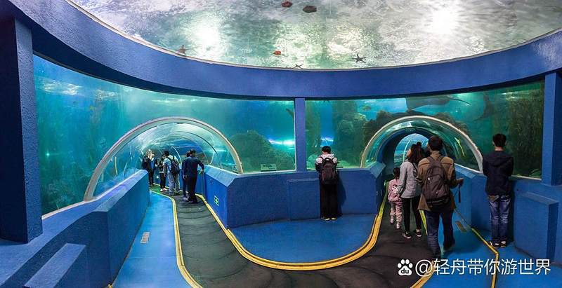 宜昌水族店，關于“宜昌水族店”的300-400字