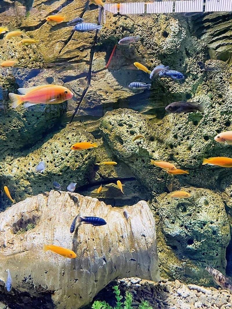 宜昌水族店，關于“宜昌水族店”的300-400字