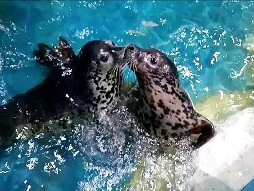 宜昌水族店，關于“宜昌水族店”的300-400字