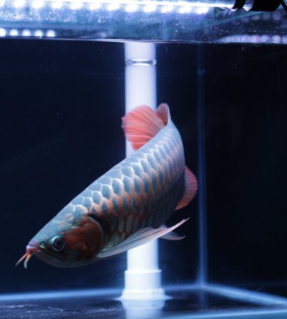 印尼紅龍魚出口到哪些國(guó)家？，全球第二大觀賞魚出口國(guó)，印尼紅龍魚出口量高達(dá)54601美元