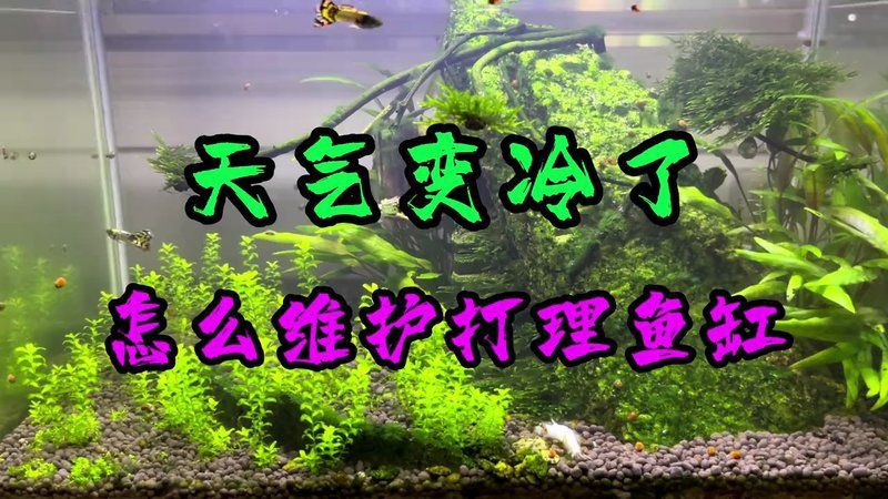 黑河魚缸維護，黑河地區的魚缸維護方案