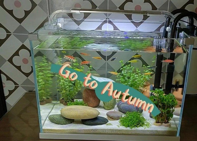 黑河魚缸維護，黑河地區的魚缸維護方案