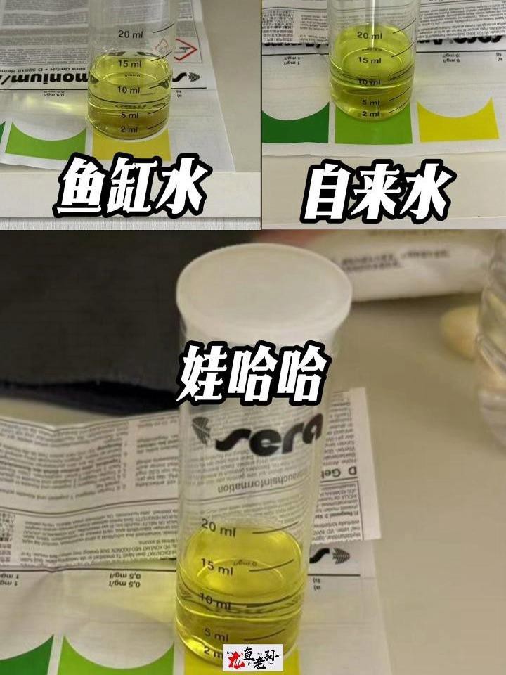 如何判斷龍魚是否復發蒙眼病？，如何判斷龍魚是否復發蒙眼病