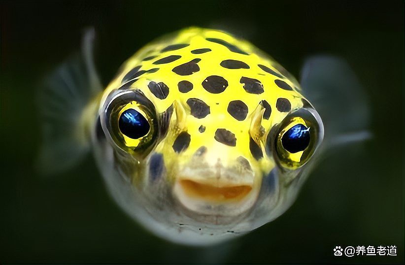 兩條龍魚打架會打死嗎，兩條龍魚打架會打死嗎銀龍魚混養打斗原因及解決方法詳解