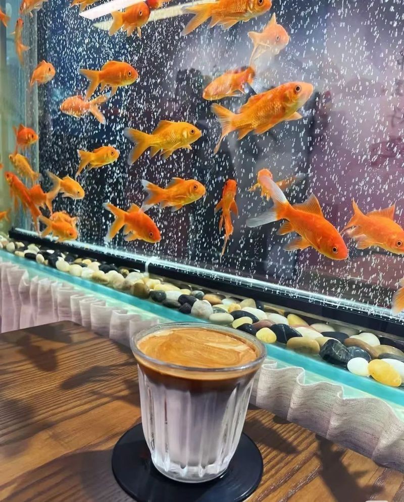 大興安嶺魚缸店，關于大興安嶺地區的魚缸店信息