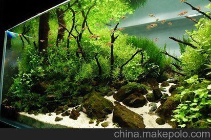 株洲水族批發市場，株洲市水族批發市場
