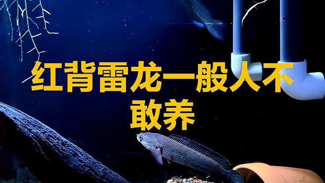 哪些雷龍魚品種需要特別小心？，哪些雷龍魚品種需特別謹(jǐn)慎對(duì)待