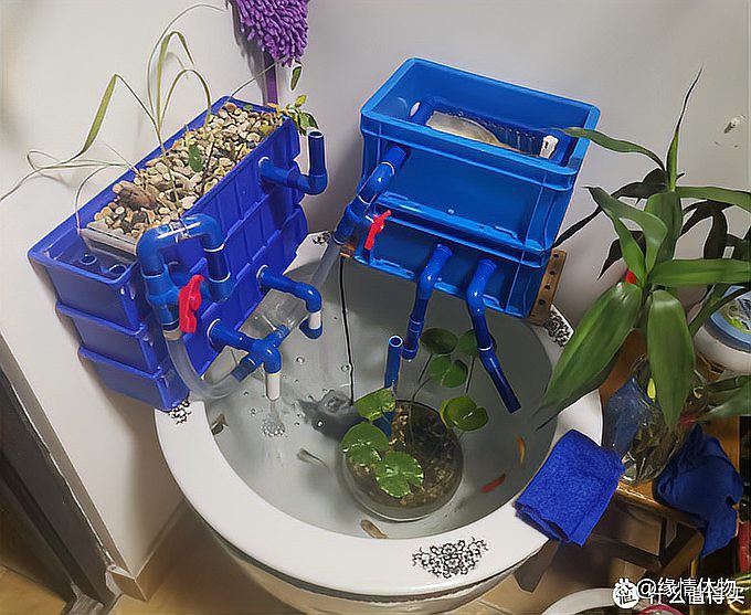 80cm大寬魚缸一般寬多長(zhǎng)，《80cm大寬魚缸一般寬多長(zhǎng)》魚缸尺寸參照表魚缸養(yǎng)魚大全